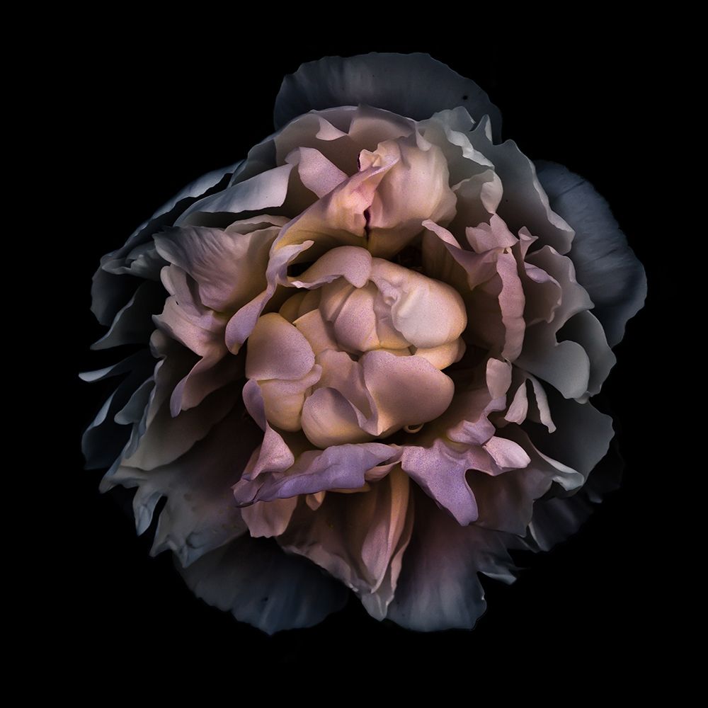 Wilted Camelia art print by Brian Carson for $57.95 CAD