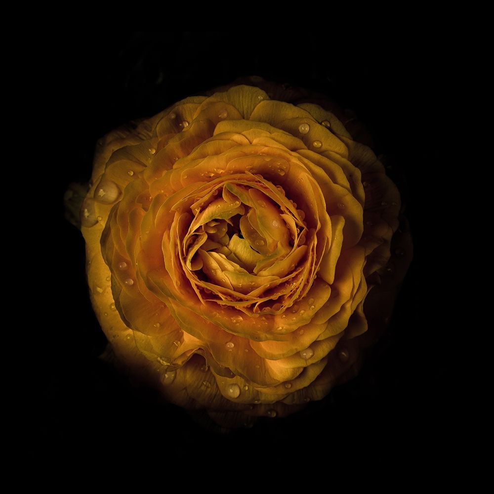 Yellow Begonia III art print by Brian Carson for $57.95 CAD