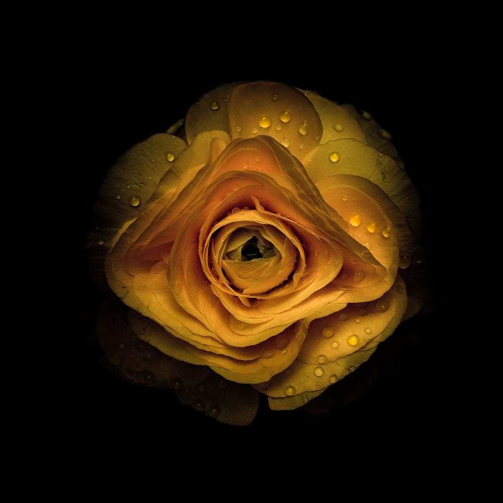 Yellow Begonia IV art print by Brian Carson for $57.95 CAD