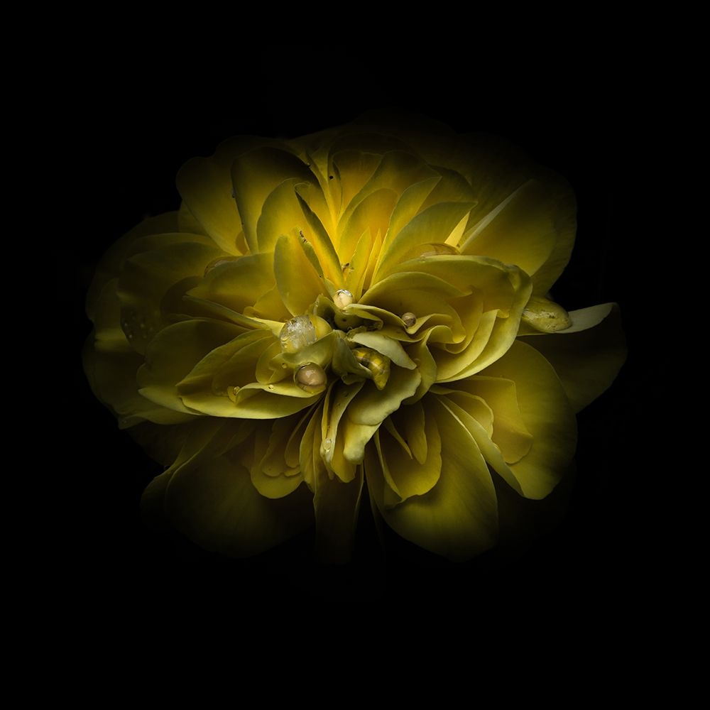 Yellow Camelia art print by Brian Carson for $57.95 CAD