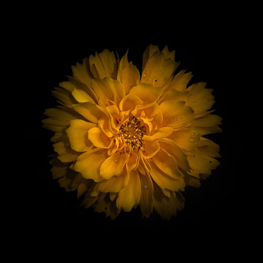 Yellow Dahlia art print by Brian Carson for $57.95 CAD
