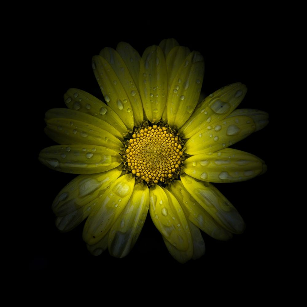 Yellow Daisy II art print by Brian Carson for $57.95 CAD