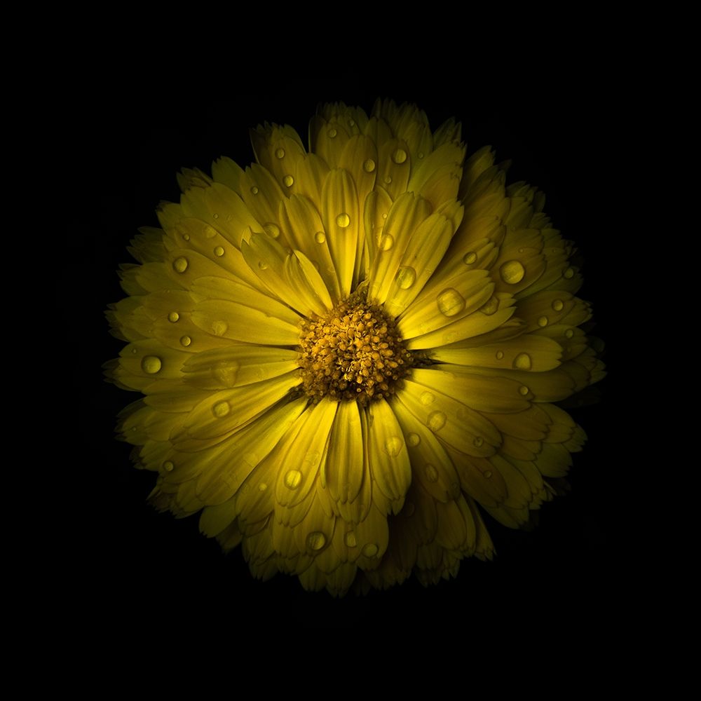 Yellow Daisy Mum art print by Brian Carson for $57.95 CAD