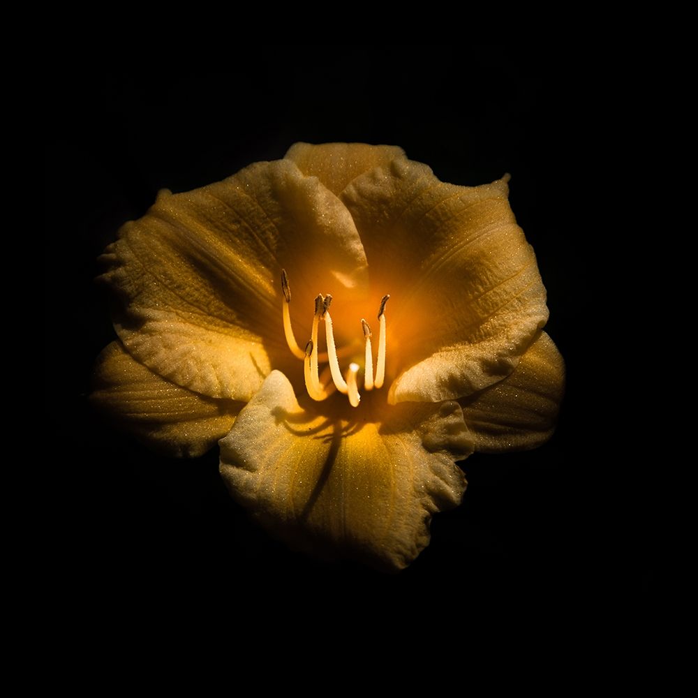 Yellow Lily art print by Brian Carson for $57.95 CAD