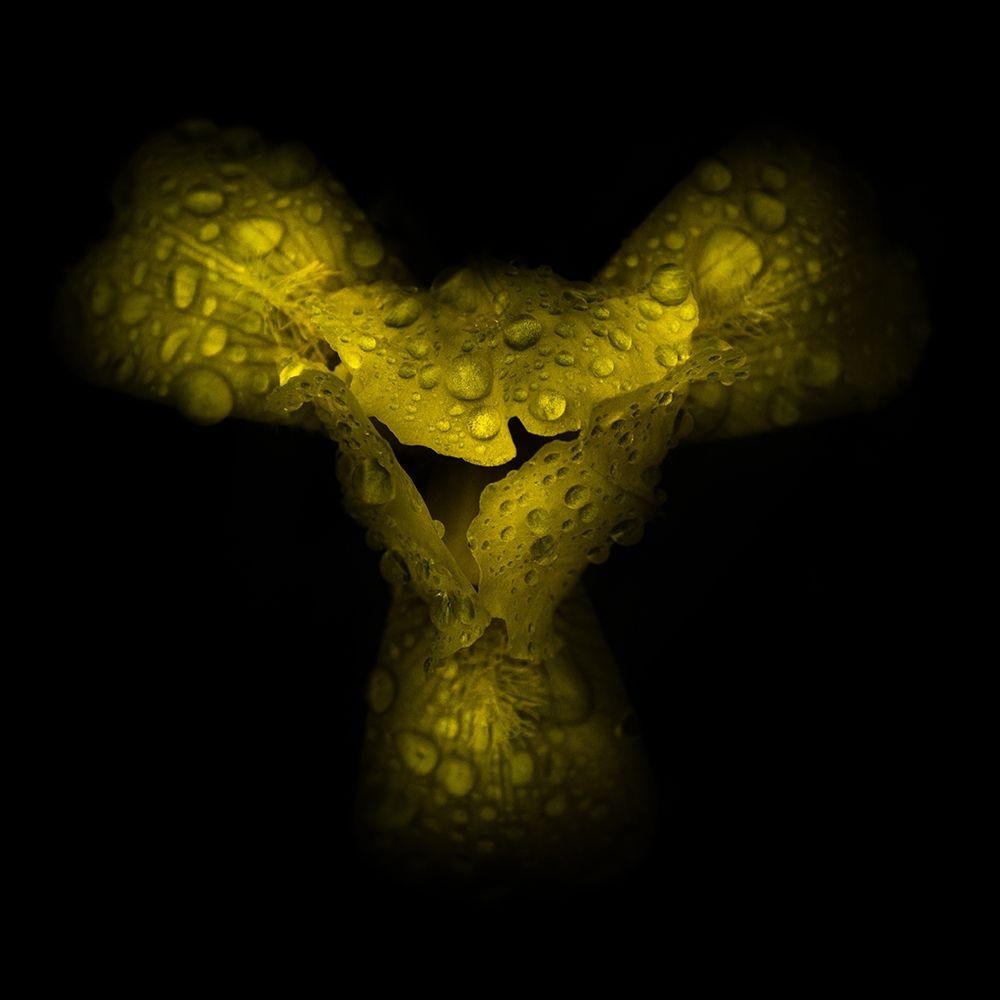 Yellow Petals art print by Brian Carson for $57.95 CAD