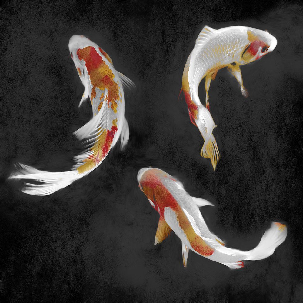 Koi on Black II art print by Madeline Blake for $57.95 CAD