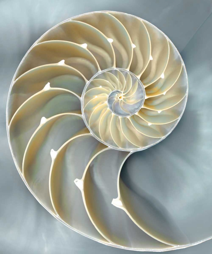 Nautilus in Blue I art print by Caroline Kelly for $57.95 CAD