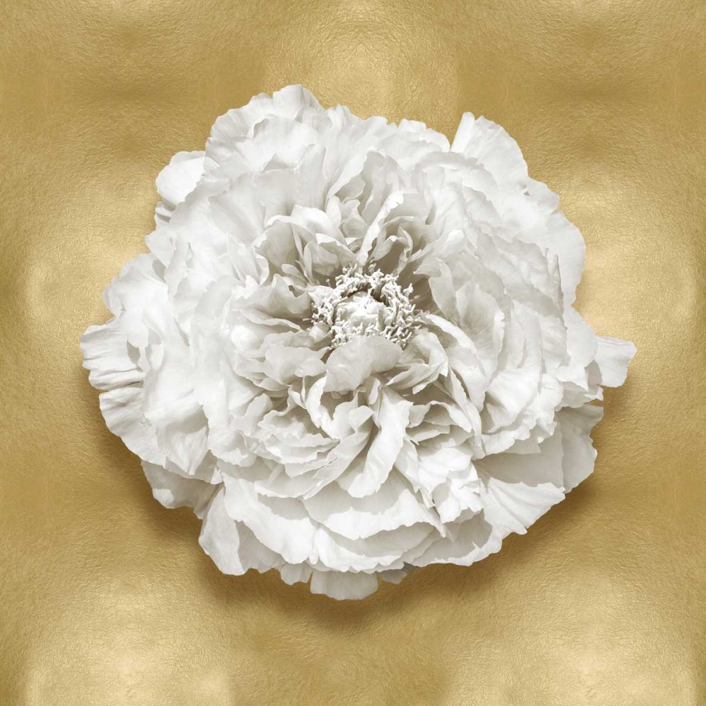 Pure II art print by Caroline Kelly for $57.95 CAD
