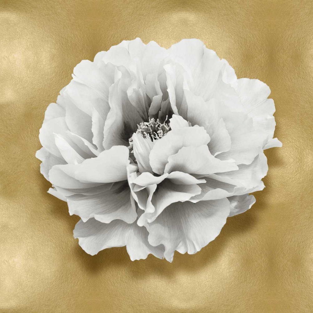 Pure III art print by Caroline Kelly for $57.95 CAD