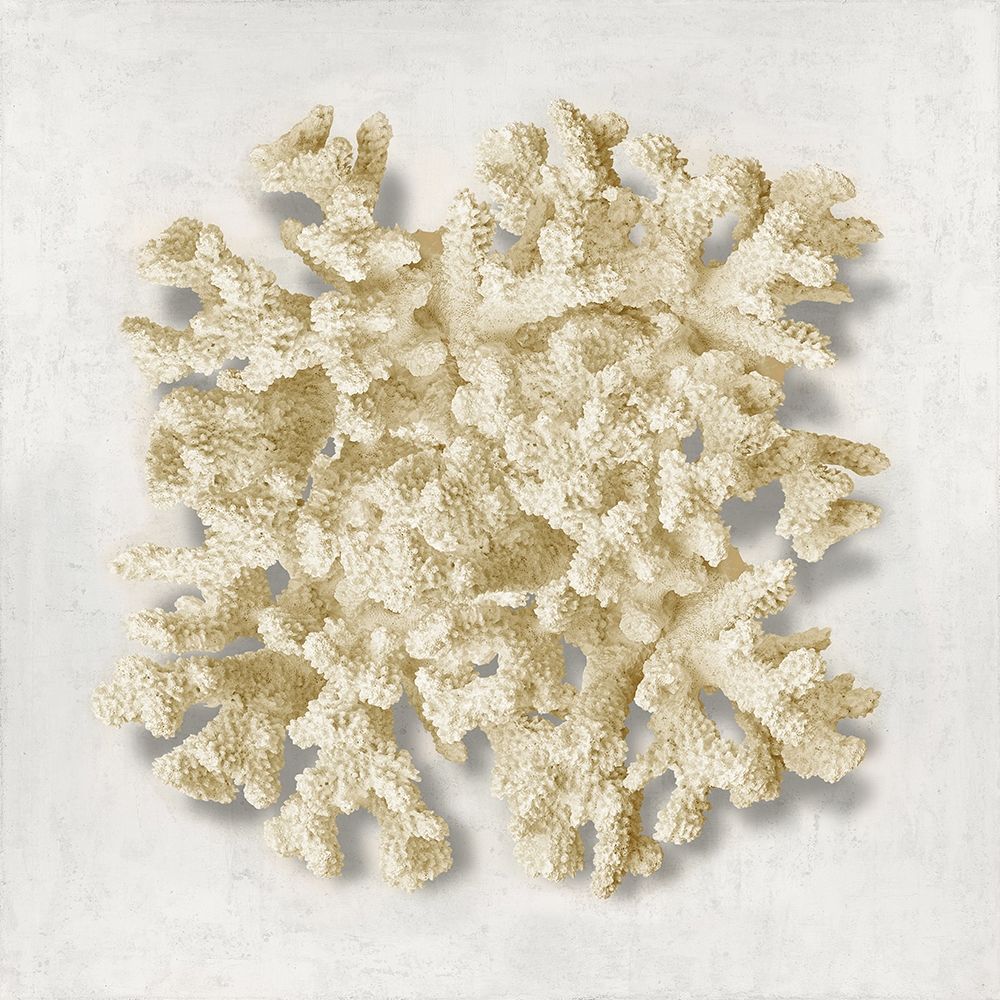 Coral Cream II art print by Caroline Kelly for $57.95 CAD