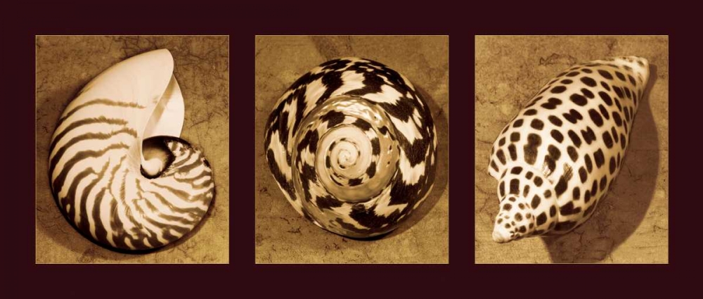 Shell Trio art print by Caroline Kelly for $57.95 CAD