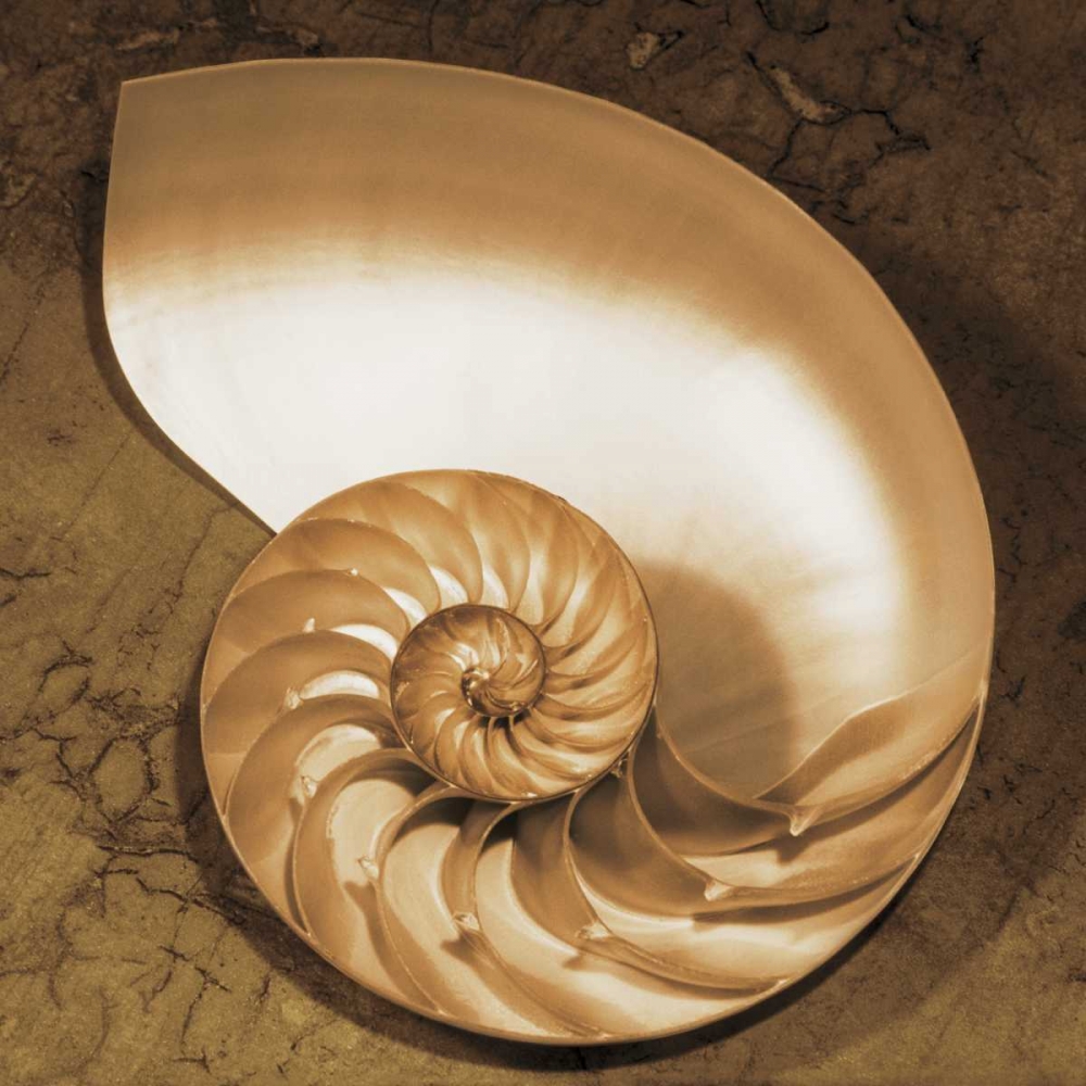 Chambered Nautilus art print by Caroline Kelly for $57.95 CAD