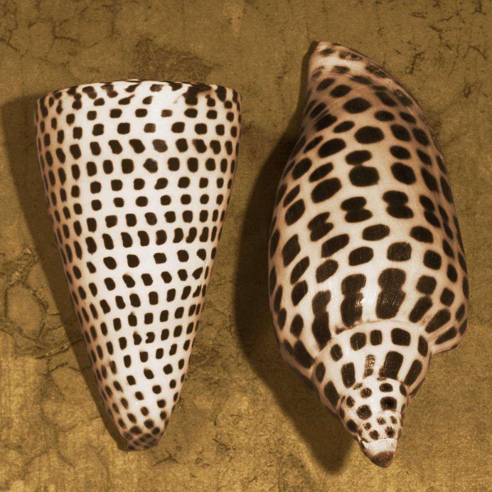 Cone Seashell art print by Caroline Kelly for $57.95 CAD