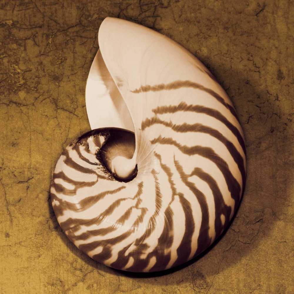 Nautilus art print by Caroline Kelly for $57.95 CAD