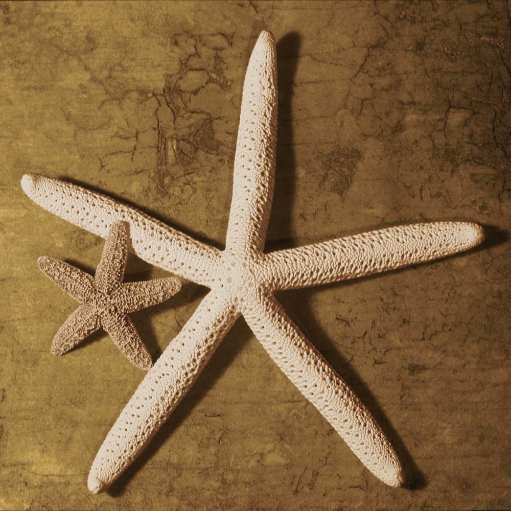 Starfish art print by Caroline Kelly for $57.95 CAD