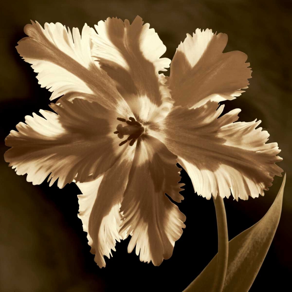 Parrot Tulip I art print by Caroline Kelly for $57.95 CAD