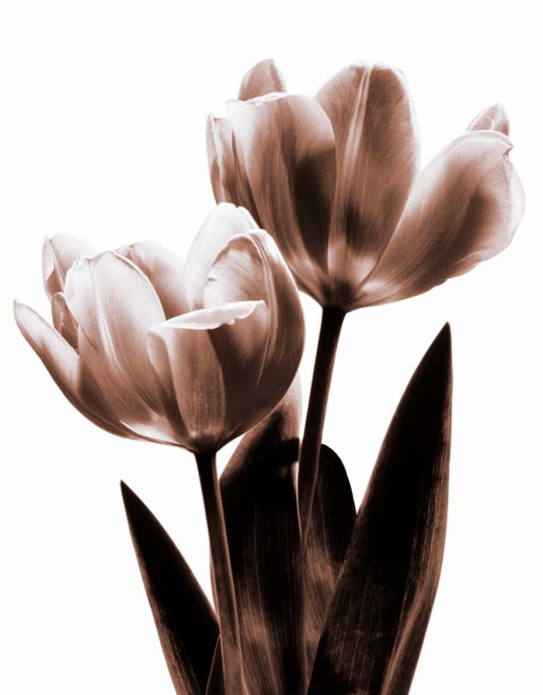 Tulip in Sepia II art print by Caroline Kelly for $57.95 CAD