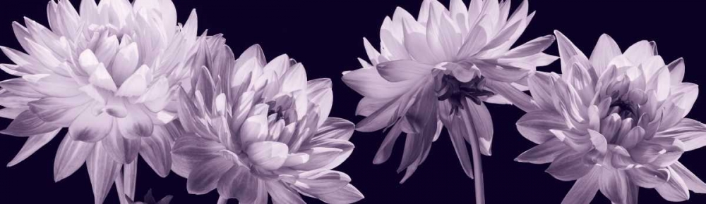 All in a Row art print by Caroline Kelly for $57.95 CAD