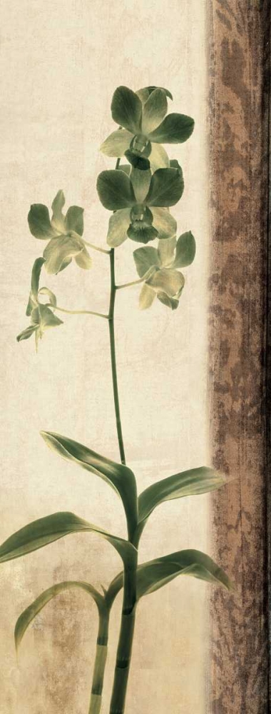 Dreamweaver II art print by Chris Donovan for $57.95 CAD