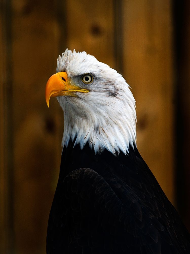 Bald Eagle art print by Clive Branson for $57.95 CAD