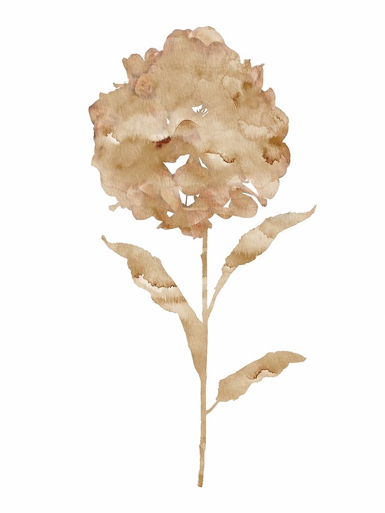 Coffee Hydrangea II art print by Chamira Young for $57.95 CAD