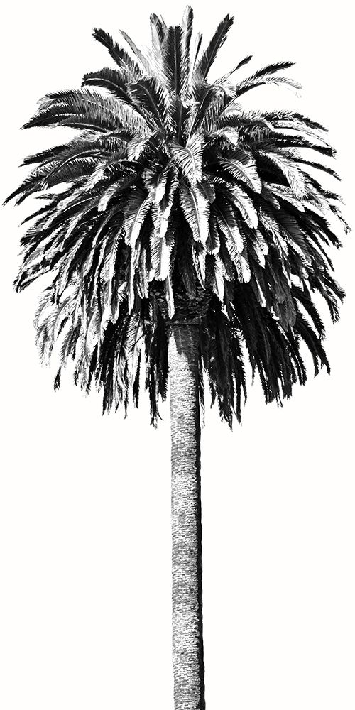 Palm Tree II art print by Madeline Blake for $57.95 CAD