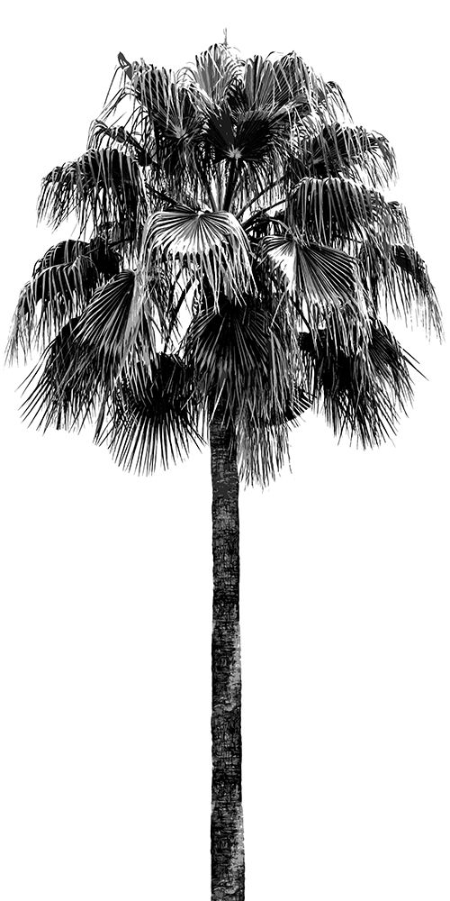 Palm Tree IV art print by Madeline Blake for $57.95 CAD