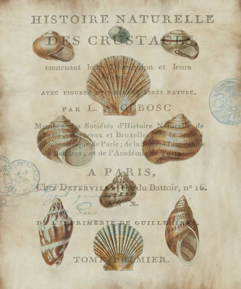 Shell Collection II art print by Deborah Devellier for $57.95 CAD