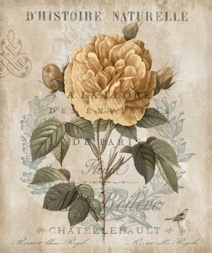 Botanique II art print by Deborah Devellier for $57.95 CAD
