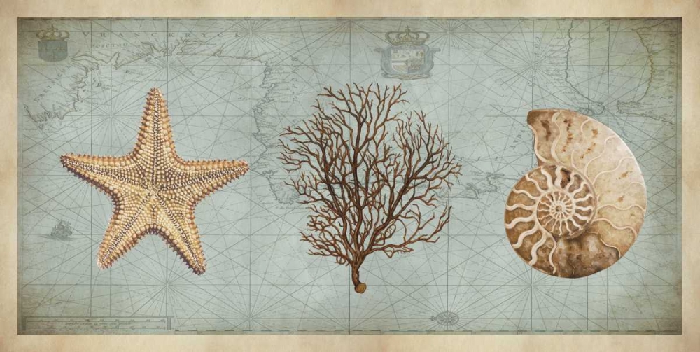 Sea Treasures II art print by Deborah Devellier for $57.95 CAD