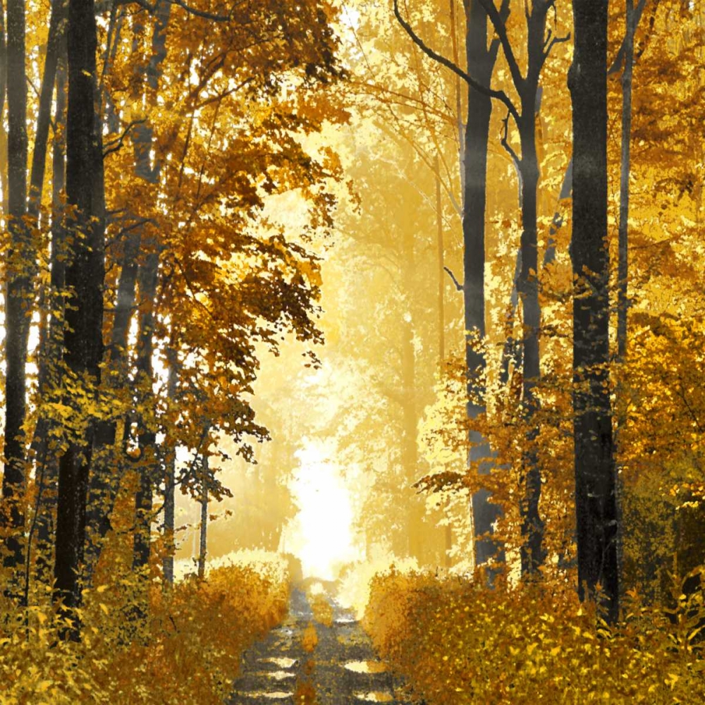 Sunlit Forest I art print by Derek Scott for $57.95 CAD