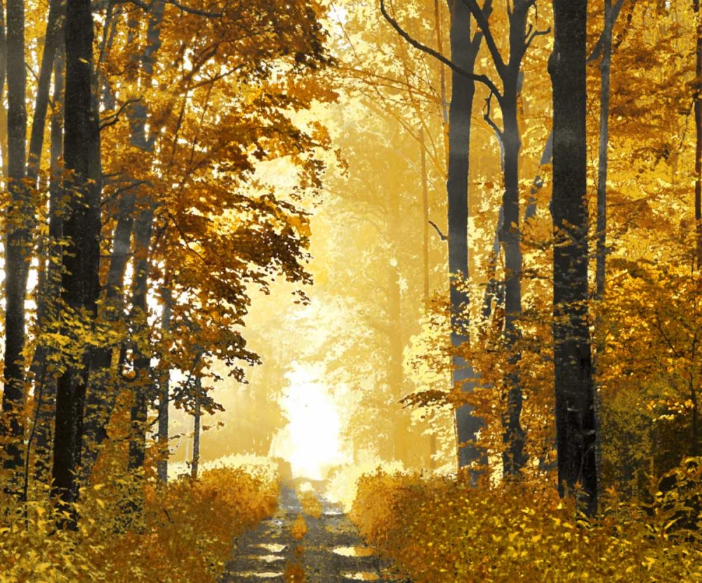 Sunlit Path art print by Derek Scott for $57.95 CAD