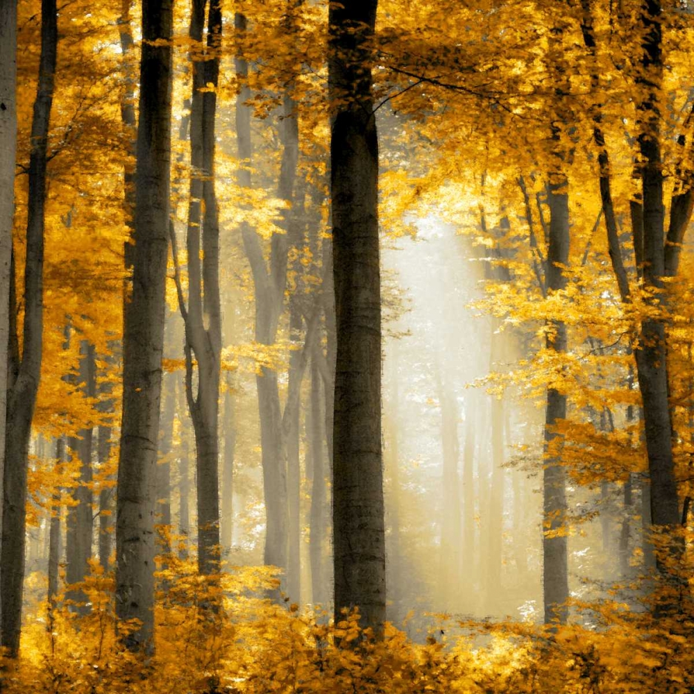 Sunlit Forest II art print by Derek Scott for $57.95 CAD
