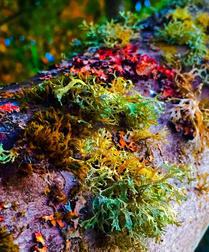 Must Love Moss art print by Heidi Bannon for $57.95 CAD