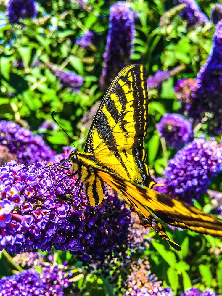 Coming in for a Landing I art print by Heidi Bannon for $57.95 CAD