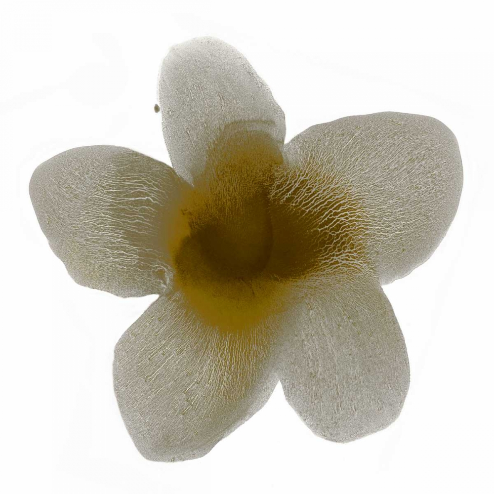 Bloom Taupe II art print by Hannah Carlson for $57.95 CAD