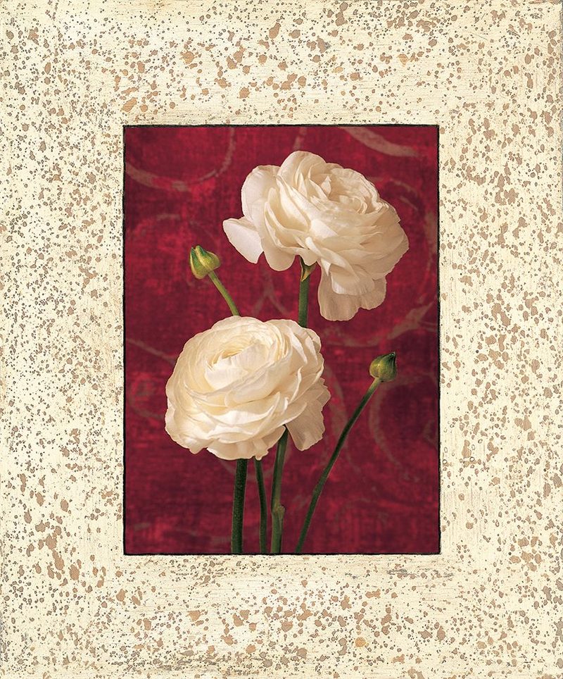 Ranunculus art print by John Seba for $57.95 CAD