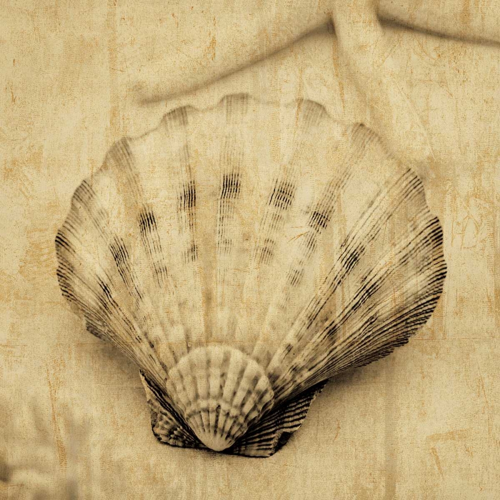 Scallop art print by John Seba for $57.95 CAD