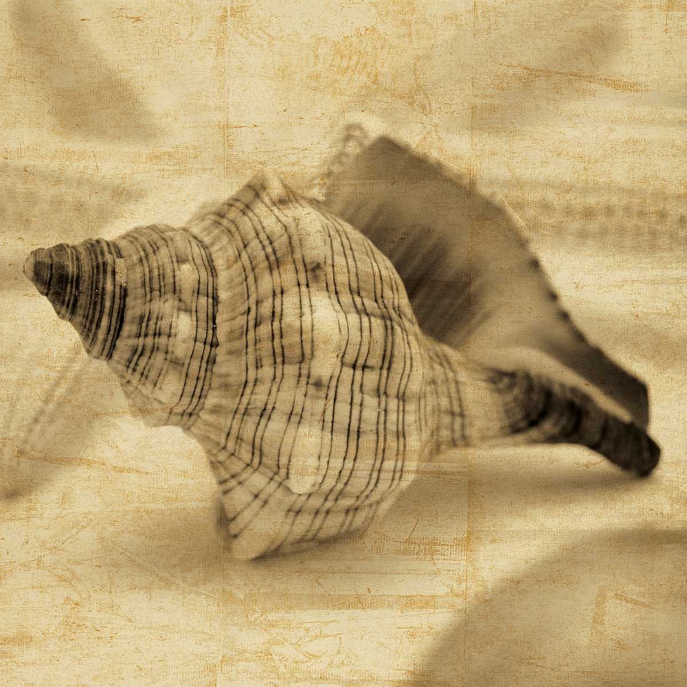 Conch art print by John Seba for $57.95 CAD