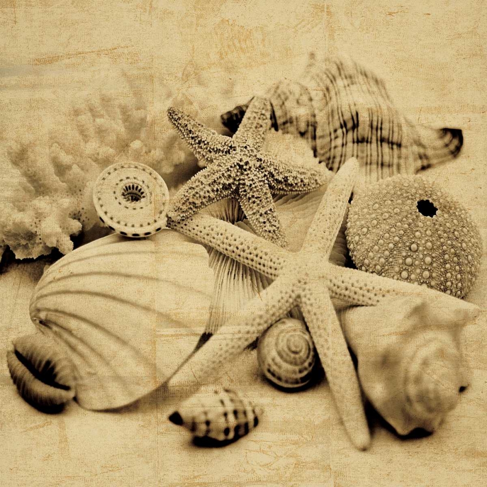 The Collection II art print by John Seba for $57.95 CAD