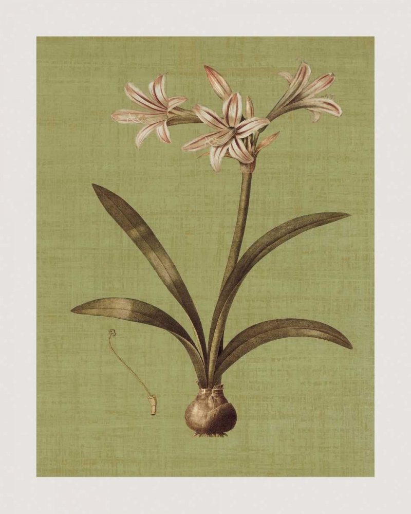 Botanica Verde I art print by John Seba for $57.95 CAD