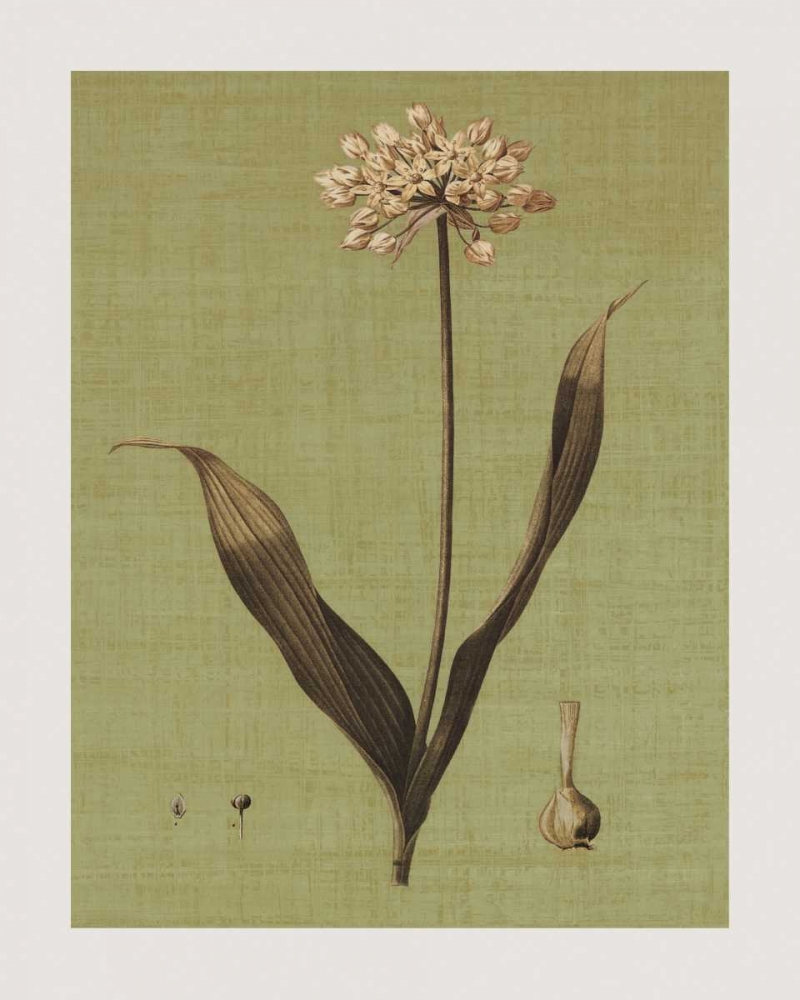 Botanica Verde III art print by John Seba for $57.95 CAD