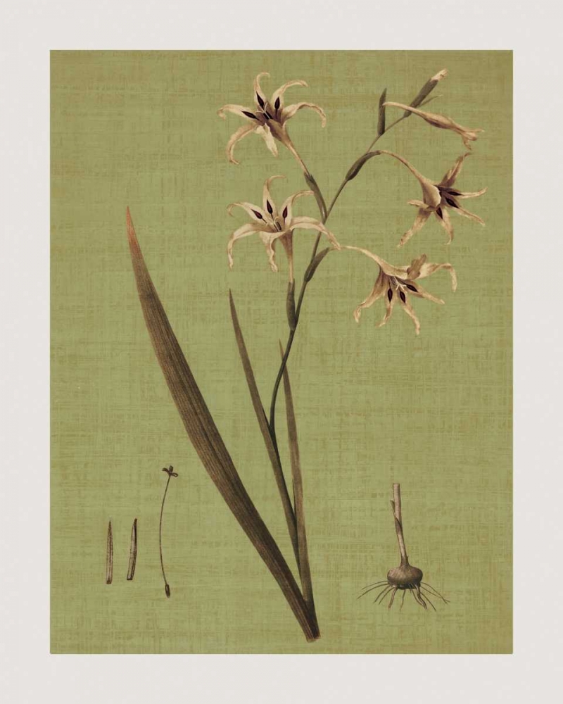 Botanica Verde IV art print by John Seba for $57.95 CAD