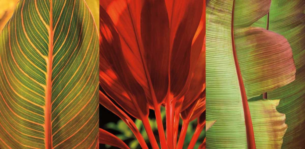 Tropical Treasure I art print by John Seba for $57.95 CAD