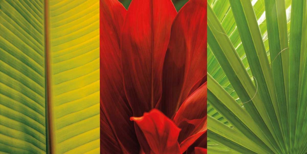Tropical Treasure II art print by John Seba for $57.95 CAD