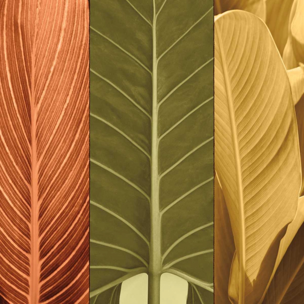 Tropical Trio I art print by John Seba for $57.95 CAD