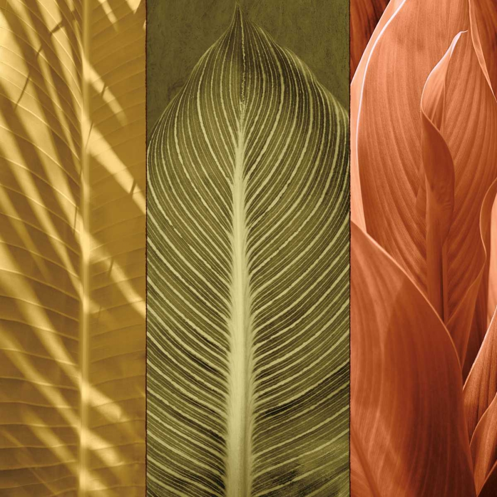 Tropical Trio II art print by John Seba for $57.95 CAD