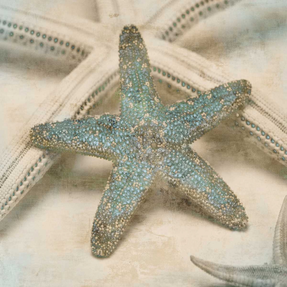 Coastal Gems III art print by John Seba for $57.95 CAD