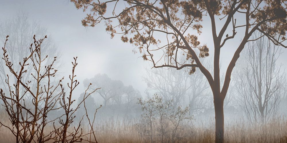 Early Morning Mist I art print by John Seba for $57.95 CAD