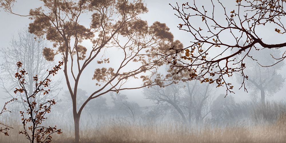Early Morning Mist II art print by John Seba for $57.95 CAD